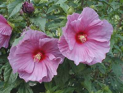 Hardy Hibiscus Seeds - FANTASIA - Perennial Flowering Shrub - 10 Seeds