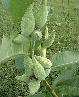 Virginia Silk Seeds - Unique Globe-Shaped Fragrant Blooms - 25 Fresh Seeds 