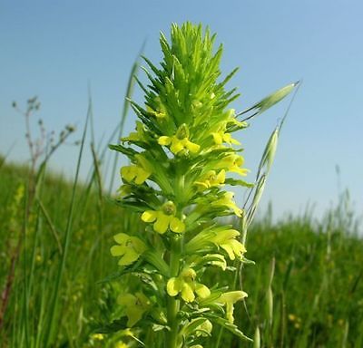 Parentucellia Viscosa ~ British Wild Plant ~ Drought Tolerant ~ Rare ~ 75+ Seeds