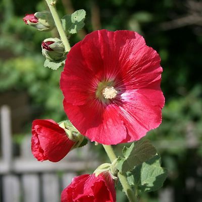 Hollyhock Seeds - SPOTLIGHT MARS MAGIC - Alcea - Butterfly Favorite - 25 Seeds