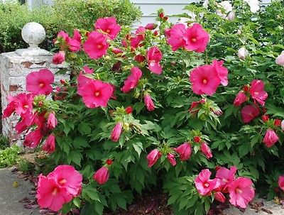 Hardy Hibiscus Seeds - JAZZBERRY JAM -Winter Hardy Flowering Perennial-10 Seeds