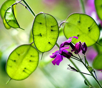 Money Plant Seeds - Lunaria - Honesty Plant - Biennial Wildflower - 25+ Seeds 