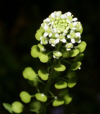 Peppergrass Seeds - Nutritional Value - Very Easy to Grow Perennial  - 30 Seeds