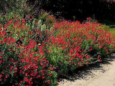 Flax Seeds - SCARLET - Bright Red Saucer Shaped Flowers - Reseeds - 100 Seeds 