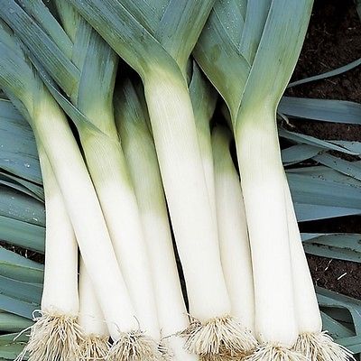 Leek Seeds - TADORNA - Organic -  NON GMO - Very Hardy Vegetable - 50 Seeds