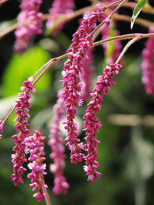 Polygonum Orientale Seeds - Rare Cottage Garden Flower - theseedhouse - 20 Seeds