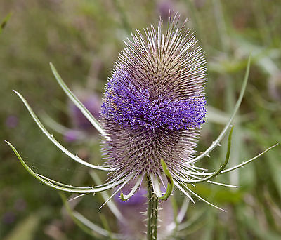 Dipsacus Seeds - Biennial Teasel - Dried Flower Arrangement -MEDICINAL- 30 Seeds