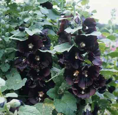 Hollyhock Seeds ~ 