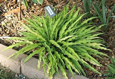 Hosta Plant - CURLY FRIES - Miniature - Rabbit Resistant Perennial - 2 Shoots