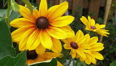 Rudbeckia Hirta Seeds - INDIAN SUMMER - Flowering Heirloom - Canada - 50+ Seeds