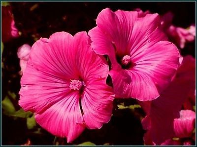 Lavatera Seeds - ROSE MALLOW - 