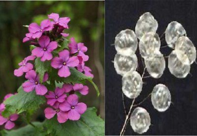 Silver Dollar Plant Seeds - Lunaria Biennis - Unusual - theseedhouse - 20 Seeds