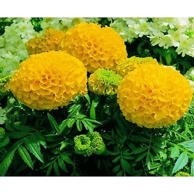 African Marigold Seeds- ANTIGUA YELLOW - Great Border Flower 3