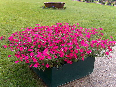 Petunia Seeds - PINK WAVE -  F1 Hybrid - Great for Hanging Baskets - 50+ Seeds