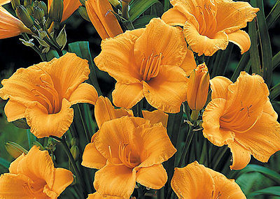 Daylily Seeds - STELLA D'ORO - Tangerine - Rebloomer - 10 Fresh Seeds 