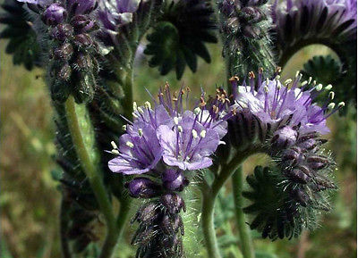 Purple Tansy Seeds - Lavender Flowers - Annual - Attracts Bees - 50+ Seeds 