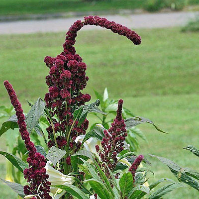 Amaranth Seeds - ELEPHANT HEAD - Huge Flower Heads - Annual, Reseeds - 50 Seeds