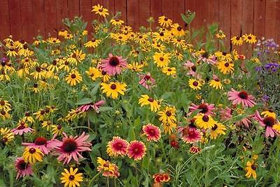 Wildflower Seeds - WII WONDER MIX -  Great for Children's Garden - 500+Seeds