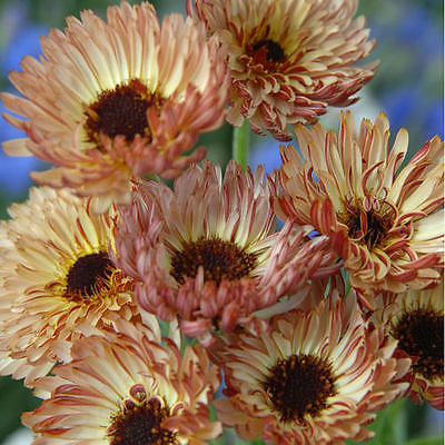 Pot Marigold Seeds - TOUCH OF RED - Calendula - Medicinal Benefits - 25 Seeds