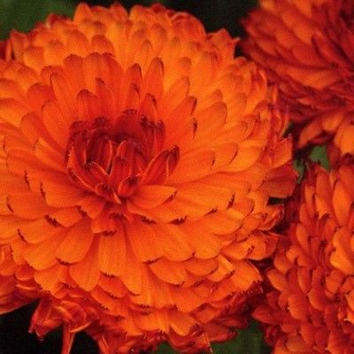 Pot Marigold Seeds - CORNICHE -  Medicinal Herb  - Gmo Free, Edible - 25 Seeds