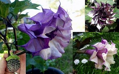 Datura Metel Seeds - DOUBLE PURPLE BLACKBERRY - Annual Beauty - 10 Seeds 