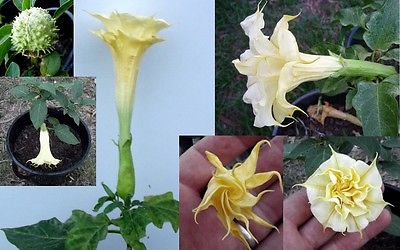 Datura Metel Seeds - DOUBLE ORANGE MANDALA - Annual Beauty - 10 Seeds 