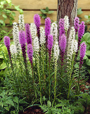 Liatris Seeds - PURPLE & WHITE MIXED - Drought Tolerant Perennial - 50 Seeds