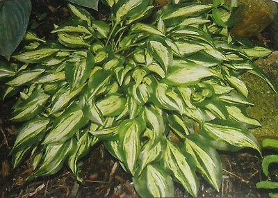 Hosta Plant - DIXIE CHICKADEE - Miniature Hosta - Shade Perennial - 2 Shoots