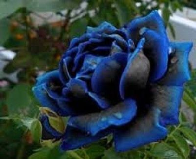 Rose Seeds - MIDNIGHT SUPREME - STUNNING PERENNIAL ROSE - Winter Hardy -10 Seeds