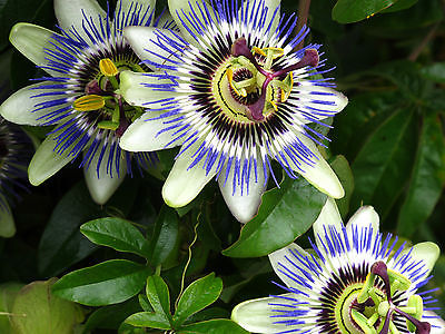 Passion Flower Seeds - BLUE - Tropical Climbing Vine - House Plant - 10 Seeds