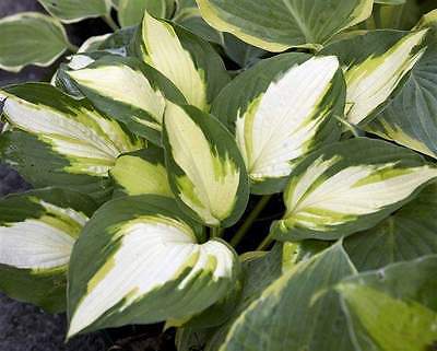 Hosta Plant - COLOR FESTIVAL - LIVE Hosta Plant - Shade Perennial - 2 Shoots