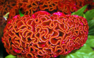 Brain Flower Seeds - CARDINAL ROUGE - Tropical Bushy Plant - 10+ Organic Seeds 