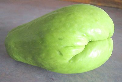 Chayote Squash - Edible Leaves - Vegetable & Greens -Grow Indoors Too- 2 Chayote