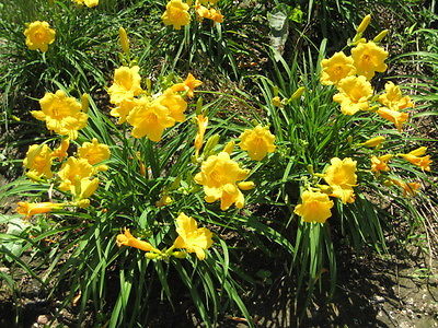 Stella D'oro Daylily Seeds - Gardener's Favorite - Rebloomer - 20 Fresh Seeds 