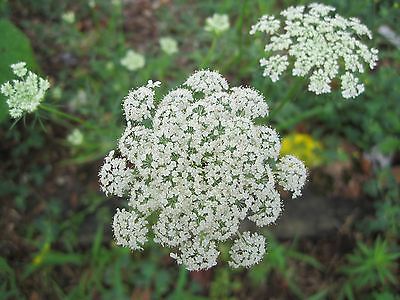 Laceflower - GRACELAND - Large, Flat, Pure White Flower Heads - 50+ Seeds 