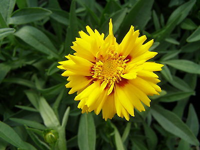 Coreopsis Seeds - RISING SUN - Tickseed -Perennial Attract Butterflies- 25 Seeds