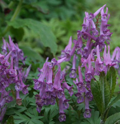 Corydalis Seeds - BLACKBERRY WINE - Shade Perennial - UNIQUE, RARE - 10 Seeds