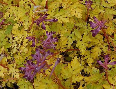 Corydalis Seeds - BERRY EXCITING - Shade Perennial - UNIQUE, RARE - 10 Seeds