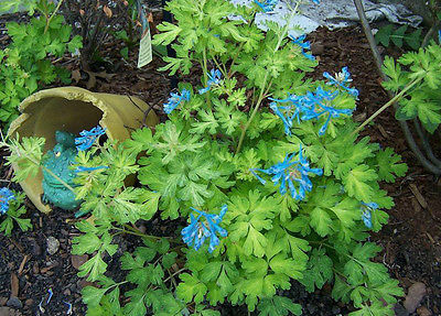 Corydalis Flexuosa Seeds -GOLDEN PANDA- Unique Shade Perennial - RARE - 10 Seeds