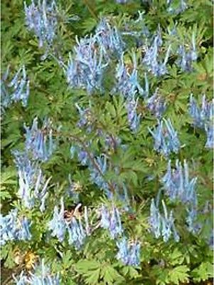 Corydalis Flexuosa Seeds - PERE DAVID - Unique Shade Perennial - RARE - 10 Seeds