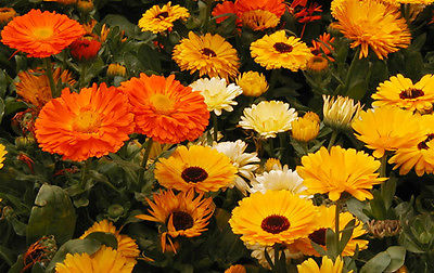 Calendula Seeds - ENFURTER ORANGEFARBIGEN - Medicinal Herb - Edible - 25 Seeds