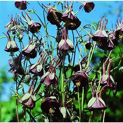 Columbine Seeds - CHOCOLATE SOLDIER - Winter Hardy Heirloom - 40 Seeds 