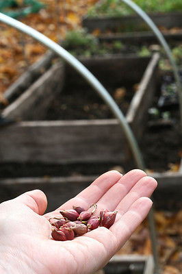 Egyptian Walking Onions - Walking Onion - Allium - Easy to Grow - 12 Bulbils 