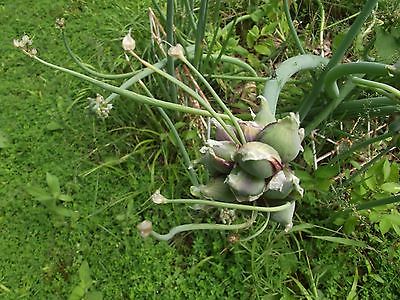 Heirloom Egyptian Walking Onions - Amish Variety - NON GMO - 10 Bulbils