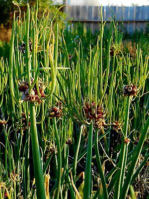 Egyptian Walking Onions - Walking Onion - Allium - Easy to Grow - 6 Bulbils 