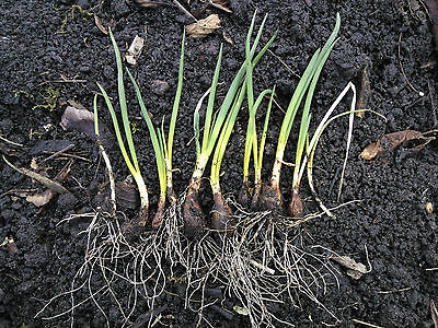 Egyptian Walking Onions -Allium Cepa Proliferum-Eternal Heirloom -3 Mature Bulbs