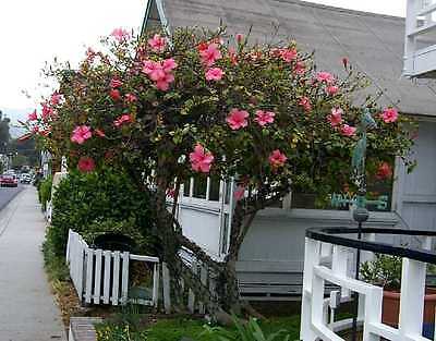 Hardy Hibiscus Seeds -  KINDLE PINK - Winter Hardy Perennial Shrub - 10 Seeds