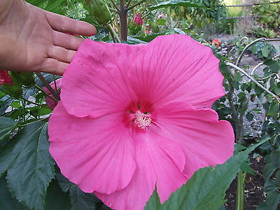 Hardy Hibiscus Seeds- PINK CLOUD - Winter Hardy Perennial Shrub - 10 Seeds