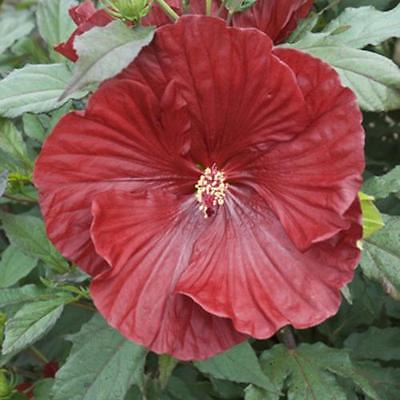 Hardy Hibiscus Seeds -CRANBERRY CRUSH-Winter Hardy Flowering Shrub- 10 Seeds