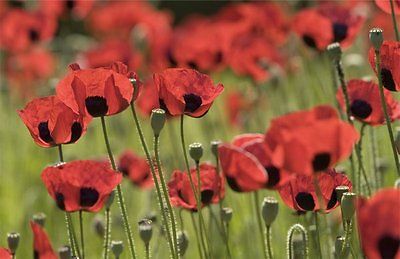 Papaver Somniferum Poppy Seeds - Giganteum Poppies- Variety of Color -1000 Seeds